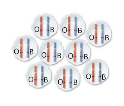 <strong>In cats,the gene for coat color is found on the X chromosome.Shown below is a mass of cells making up an early female cat embryo.The X chromosomes are shown in each cell;this embryo has one orange coat color allele (O)and one black coat color allele (B).Which of the following is ACCURATE about this embryo? </strong> A)It will give rise to a calico cat B)It will give rise to a black cat,because black is dominant to orange C)It will give rise to an orange cat,as the paternal chromosomes carrying the black allele will be inactivated D)Since it is heterozygous,it will give rise to a cat with two Barr bodies in each cell E)Since it is heterozygous,it will give rise to a calico cat with two Barr bodies in each cell