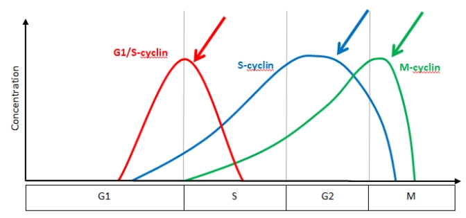 <strong>The following graph represents the concentration of cyclins over the course of the cell cycle.Which of the following statements is TRUE regarding the cell cycle where the red arrow is pointing? </strong> A)CDK proteins are actively phosphorylating proteins that are involved in DNA replication B)CDK proteins are actively phosphorylating proteins that are responsible for assembling the mitotic spindle C)CDK proteins are actively phosphorylating and activating cyclins so that the cell will prepare to replicate its DNA D)CDK proteins are actively phosphorylating and activating cyclins so that the cell will properly assemble the spindle apparatus E)CDK proteins are actively phosphorylating regions of the DNA that need to be targeted for DNA repair