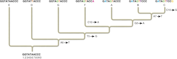 In this phylogenetic tree, select the change that is a shared derived character for sequences A, B, and C.