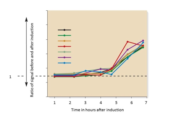 <strong>The figure below represents the results of a DNA microarray experiment that compared a cell line before and after treatment with drug. What would be an appropriate conclusion to draw from this data? </strong> A)At one hour post induction none of the mRNAs that are in the figure are producing protein B)Some of the genes that are presented may have significant amounts of mRNA in the cell prior to induction. C)The amount of protein for each gene presented will show a similar increase as the mRNA. D)At seven hours post-induction the treated cells should have the maximal amount of mRNA for each gene.