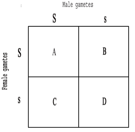 <strong>The following question refers to the Punnett square below. Which letter represents a homozygotic dominant progeny? </strong> A) A B) B C) C D) D