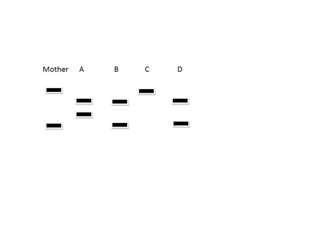<strong>Polymerase chain reaction (PCR) can be used for many different purposes, including determining paternity. PCR amplifies specific DNA sequences from complex mixtures and can be used to amplify sequences that although they may not have any known function may have several unique sizes and these different forms are inherited according to the Law of Segregation. Below is a diagram of an agarose gel of PCR samples from a mother, and several children. Which letters represent children that could be biologically related to the mother? </strong> A)A, B, and C B)All of the children could be related to the mother C)B, C, and D D)A, B, and C