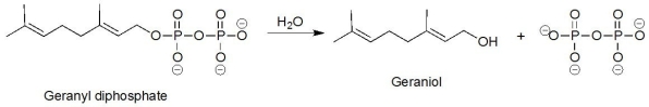 Show the carbocation intermediate formed during the synthesis of geraniol by S<sub>N</sub>1 reaction.