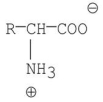 <strong>Which of the following molecules is the skeletal structure of an amino acid?</strong> A) B) C) D) E)