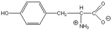 <strong>Name the following compound. </strong> A)tyrosine B)lysine C)arginine D)histidine E)phenylalanine