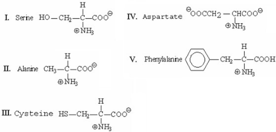 Which of the following amino acids will be closest to the origin when separated by thin-layer chromatography?