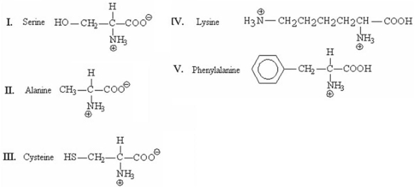 Which of the following amino acids will be retained longest in the column when separated by cation-exchange chromatography?