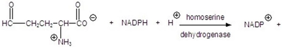 <strong>Give the product for the following reaction. </strong> A) B) C) D) E)