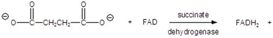 <strong>Give the product of the following reaction. </strong> A) B) C) D) E)