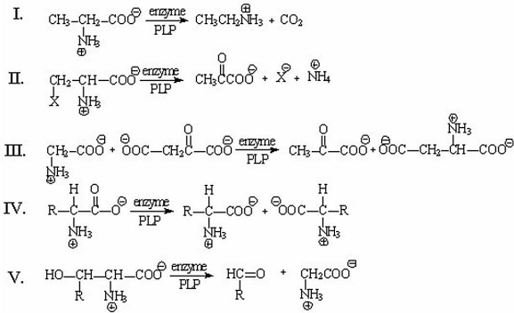 Which of the following reactions is called an α,β-elimination of an amino acid?