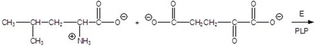 Give the products for the following reaction.