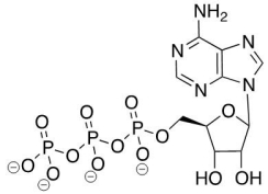 Which molecule does the following structure represent?  