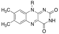 Draw the reduced form of FAD shown below.  