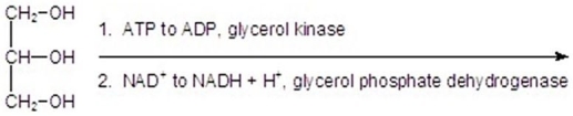 <strong>Give the product for the following reaction. </strong> A) B) C) D) E)