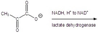 <strong>Give the product(s)for the following reaction. </strong> A) B)CH<sub>3</sub>CH<sub>2</sub>CH<sub>2</sub>OH C)CH<sub>3</sub>CH<sub>2</sub>OH D) E)