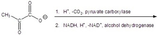 <strong>Give the product(s)for the following reaction. </strong> A) B)CH<sub>3</sub>CH<sub>2</sub>CH<sub>2</sub>OH C)CH<sub>3</sub>CH<sub>2</sub>OH D) E)