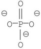 <strong>When phosphoric acid is heated it loses water to form an anhydride known as pyrophosphate or pyrophosphoric acid.What is the structure of pyrophosphoric acid?</strong> A) B) C) D) E)