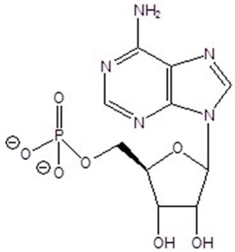 Identify the sugar and the base in the structure below.  