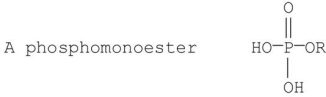 <strong>Which of the following phosphate groups is found in nucleic acids?</strong> A) B) C) D) E)