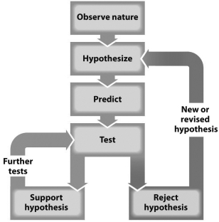 <strong>The figure below represents the steps in the scientific method. Dr) JoAnn Burkholder believes the wrong strains of Pfiesteria were used by independent laboratories looking for fish-killing toxin.What step in the figure above would her contention represent?</strong> A) observation B) hypothesis C) prediction D) test