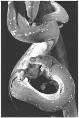 <strong>Examine the figure below. What best explains the motivation of the snake?</strong> A) Mice will eat snake eggs if they are unprotected in the nest; the snake is protecting its eggs. B) Snakes are highly territorial and attack intruders; the mouse wandered into the snake's territory C) The snake is a consumer; it is eating the mouse to obtain energy. D) Any one of the above is a reasonable hypothesis; but more information is needed before the question can be answered.