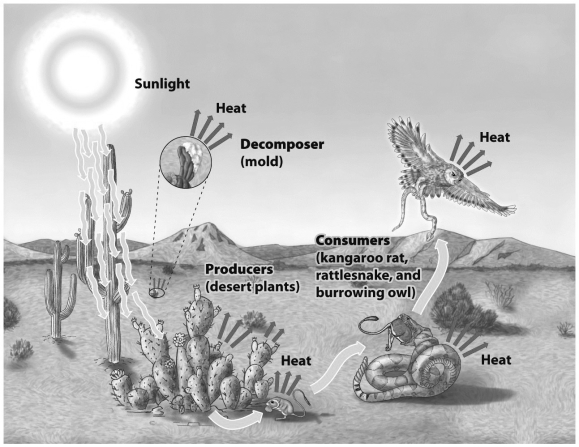 <strong>The figure below of a desert ecosystem illustrates the interdependency of natural systems. What component, if removed, would have the most immediate disruptive effect on the system?</strong> A) sunlight B) producers C) consumers D) decomposers