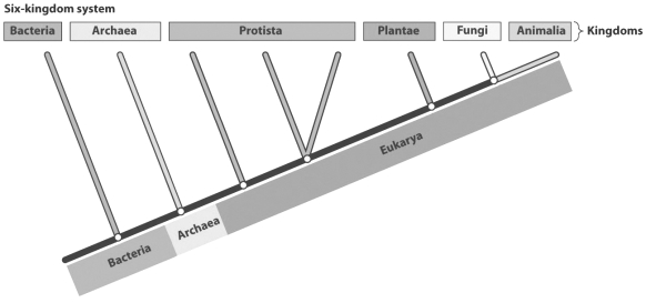 <strong>The evolutionary tree below illustrates the hypothesized relationships among the six kingdoms and the three domains. Many biologists have suggested revising the kingdom Protista. One current problem with the Protista, as shown in the figure, is that</strong> A) protists are single-celled organisms and should be grouped with the bacteria or archaeans. B) the cells of protists contain nuclei and organelles. C) the current classification model does not reveal that plants evolved from protist ancestors. D) the organisms currently grouped as protists do not share a recent common ancestor.