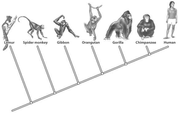 <strong>The figure below shows the primate evolutionary tree. A close human relative, Homo habilis, has been identified by fossil remains. Where on the tree above should Homo habilis be placed?</strong> A) Homo habilis cannot be positioned on the primate tree because it is not a currently living species. B) Without detailed information it's difficult to be precise, but definitely to the right of the branch leading to the chimpanzee. C) Since Homo habilis is an ancient organism and the primates represented are all currently living, the branch point should be to the left of the lemur. D) Because humans and the chimpanzee are so closely related its position should be between the gorilla and the chimpanzee.