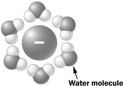 <strong>In the figure below, a negative ion is surrounded by water molecules. The water molecules are oriented as shown above because the slightly _____________ in the water molecule is (are) attracted to the ion.</strong> A) negative hydrogen atoms B) positive hydrogen atoms C) negative oxygen atom D) positive oxygen atom