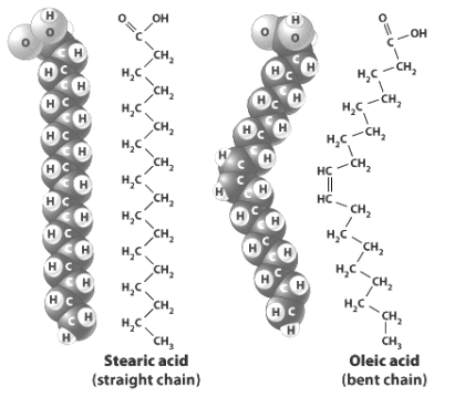 This figure shows the chemical structure and space-filling models for stearic acid and oleic acid. The reason oleic acid is slightly bent (as compared to stearic acid) is that it contains a _____ ______ between two of its carbon atoms.
