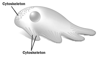 <strong>The cell in the figure below is moving by producing pseudopodia. This type of movement is a result of the reorganization of a certain component of the cytoskeleton (labeled). The various labeled lines in the figure above show</strong> A) microtubules elongating at the leading edge of movement. B) microfilaments disassembling at the trailing edge of movement. C) different types of intermediate filaments located in different parts of the cell. D) motor proteins attached to microtubules pushing the plasma membrane forward.