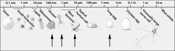 <strong>The sizes of several biological structures are indicated in the figure below. Which of the following is the smallest structure you could see with a light microscope?</strong> A) viruses B) frog egg C) most bacteria D) ribosomes
