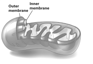 <strong>The figure below shows a mitochondrion, emphasizing its inner and outer membranes. The inner membrane of the mitochondria is thought to have evolved from</strong> A) a bit of plasma membrane from the early eukaryotic cell that engulfed a bacterium. B) the membrane surrounding the lysosome that engulfed a bacterium once it was inside an early eukaryotic cell. C) the plasma membrane of a prokaryotic cell engulfed by an early eukaryotic cell. D) infoldings of the plasma membrane of an early eukaryotic cell.