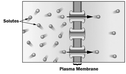 <strong>The figure below shows the movement of solutes across a plasma membrane in the direction indicated by the arrows. This movement across the membrane</strong> A) requires energy. B) utilizes carrier proteins. C) occurs through diffusion. D) is an example of osmosis.