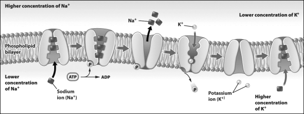 <strong>The figure below illustrates a plasma membrane. Which molecule in the figure above is undergoing active transport?</strong> A) ATP B) Na+ C) K+ D) both Na+ and K+