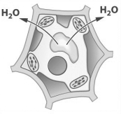 <strong>The arrows in the figure below show the movement of water in relation to a plant cell. For water to move in the direction indicated, _________ solution must surround the cell.</strong> A) hypertonic B) hypotonic C) isotonic D) selectively permeable