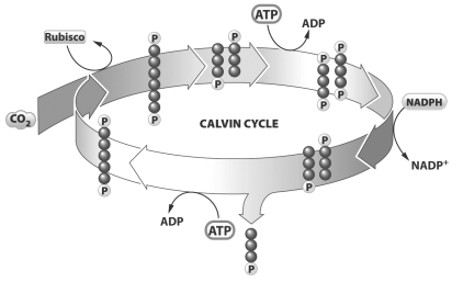 <strong>This is a diagram of the Calvin cycle, which is a series of enzymatic reactions that manufacture sugars. How many times must this cycle turn to make one molecule of glucose (six carbons)?</strong> A) 1 B) 3 C) 6 D) 12
