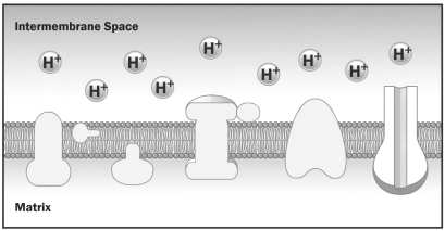 <strong>The figure below is a diagram of the inner mitochondrial membrane. How did the protons (H⁺) in this diagram become concentrated on one side of the membrane?</strong> A) The H+ were pumped across the membrane by the electron transport chain. B) The H+ were released when ATP phosphorylated a membrane protein. C) ATP was used to pump the H+ across the membrane. D) Oxygen must release 2 H+ in the intermembrane space before it can move into the matrix.