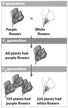 <strong>The figure below shows three generations in one of Mendel's experiments. The data in this figure demonstrate that purple flower color is dominant in peas. Which of the following is the best rationale for this conclusion?</strong> A) In the F2 generation, more plants have purple flowers. In any cross, the allele that is most common in the offspring is dominant. B) Members of the F1 generation are heterozygous. Whatever allele is visible in a known heterozygote is considered dominant. C) The stronger, or in this case, darker, allele is always considered dominant. D) An individual that produces more offspring gives more alleles to the next generation. As a result, that allele dominates the next generation.