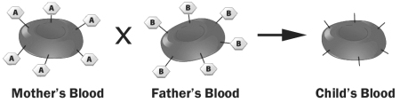 <strong>The figure below depicts red blood cells from a mother, a father and their child. The mother and father are the biological parents of this child. What is the mother's ABO genotype?</strong> A) IAIA B) IAIB C) IAi D) Not enough information provided