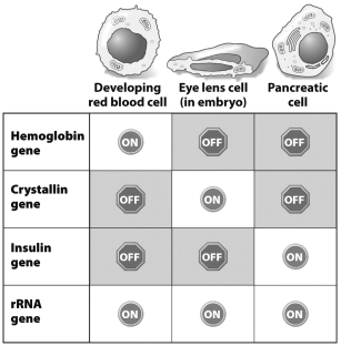 <strong>This table shows which of these four genes are on or off in three different cell types. Why is the expression of the rRNA gene so different from the expression of the other genes in the table?</strong> A) rRNA is required for the proper functioning of all cells, but the products of the other genes are only essential to the function of one cell type. B) rRNA is easier to produce than the products of the other genes. C) The rRNA gene is found in the genomes of all three cell types, but the other genes are only found in the genomes of their specific cell type. D) rRNA is needed at all stages of the cell cycle, but the products of the other genes are only needed during cell division.