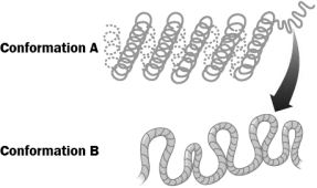 <strong>The figure below illustrates two levels of DNA packing in a eukaryotic cell. In which level is transcription most likely to occur?</strong> A) Conformation A, because the tight coiling brings regulatory DNA sequences closer together. B) Conformation A, because tight coiling only occurs during cell division which is when transcription occurs. C) Conformation B, because RNA polymerase can only access regulatory DNA when chromosomes are not condensed. D) Conformation B, because in this conformation, the DNA is completely separated from histones that bind to regulatory DNA sequences preventing transcription.