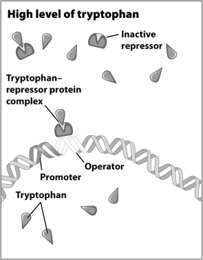 <strong>In this figure, are the genes that encode the enzymes needed to make tryptophan on or off? </strong> A) The genes are on because the genes involved in tryptophan production are housekeeping genes B) The genes are on because the complex of tryptophan and repressor protein allow RNA polymerase to bind to the promoter. C) The genes are off because the complex of tryptophan and repressor protein prevent RNA polymerase from interacting with regulatory DNA. D) The genes are off because when tryptophan is plentiful in the environment, RNA polymerase is not made.