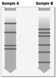 <strong>A sample of the same DNA is placed into each of two test tubes. Each tube is treated with a restriction enzyme and the resulting fragments are separated by gel electrophoresis producing the gel shown in the figure below.   Which of the following explains why the pattern of DNA fragments differs in these two samples?</strong> A) Different restriction enzymes must have been used in the different tubes. B) One tube was heated, but the other tube was not. C) Ligase was added to one of the tubes, but not the other. D) The restriction enzyme added to the tubes cut DNA at more than one sequence. <div style=padding-top: 35px> 
