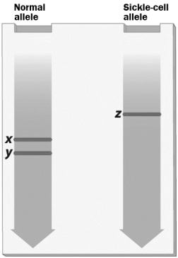 <strong>The genes for the normal and sickle cell anemia alleles of hemoglobin are cut with the restriction enzyme DdeI. The resulting DNA fragments were separated by gel electrophoresis, producing the gel shown in the figure below.   Why are the patterns produced by these two alleles different?</strong> A) The normal hemoglobin gene is cut by two restriction enzymes, but the sickle cell anemia allele is cut by only one restriction enzyme. B) The gene for the normal allele is much larger than the gene for sickle cell anemia. C) The gene for the normal allele has a sequence recognized by DdeI, but the gene for sickle cell anemia does not. D) The sickle cell allele has the ability to produce ligase to repair the damage done by restriction enzymes, but the normal allele does not. <div style=padding-top: 35px> 