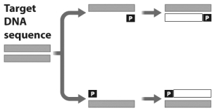 <strong>The figure below shows the first cycle in a polymerase chain reaction (PCR).   What is the role of the structure marked P in this figure?</strong> A) The P represents the heat-tolerant DNA polymerase used in PCR to copy the gene of interest. B) The P represents a sequence of DNA complementary to parts of the gene being amplified that allows DNA polymerase to attach to the gene. C) The P indicates where on the DNA that DNA polymerase should terminate replication. D) The P indicates the location of the promoter for the gene being amplified. <div style=padding-top: 35px> 