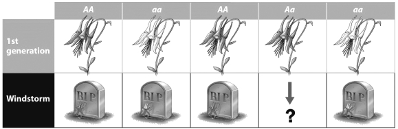 <strong>During a windstorm, a tree falls on the population of wildflowers shown in the figure below. Most of the flowers die (as indicated by the tombstones in the second row). The survivors go on to reproduce. What will the next generation of this wildflower population look like?</strong> A) Half of the flowers will be gray and the other half will be white. B) All of the flowers will be white. C) All of the flowers will be gray. D) Three quarters of the flowers will be gray and One quarter will be white.