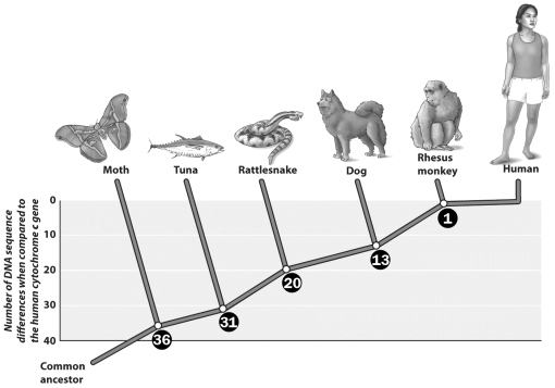 Examine the figure below. According to this figure, the cytochrome c gene of a dog is most similar in sequence to that of a ___________.