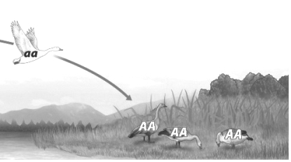 <strong>In the figure below, the flying bird moves permanently into the population shown on land. As a result, the allele frequency of A changes from</strong> A) 1 to 0.75. B) 0 to 0.25. C) 0 to 0.75. D) 1 to 0.25.