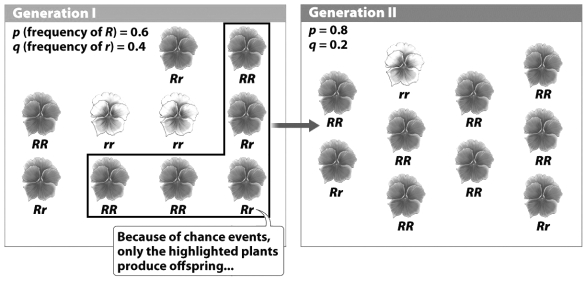 <strong>According to the figure below, the r allele is less frequent in generation 2 of this flower population. The frequency of r decreases in this population because</strong> A) of genetic drift. B) recessive alleles are always less common than dominant alleles. C) p + q must always equal 1. D) R alleles are more likely to hide r alleles in generation 2.